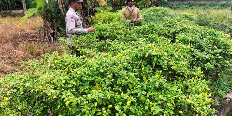Dukung Ketahanan Pangan, Anggota Polsek Makarti Jaya Rawat Tanaman Cabai