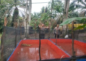 Dukung Ketahanan Pangan, Polsek Betung Budidayakan 2000 Ekor Ikan Lele