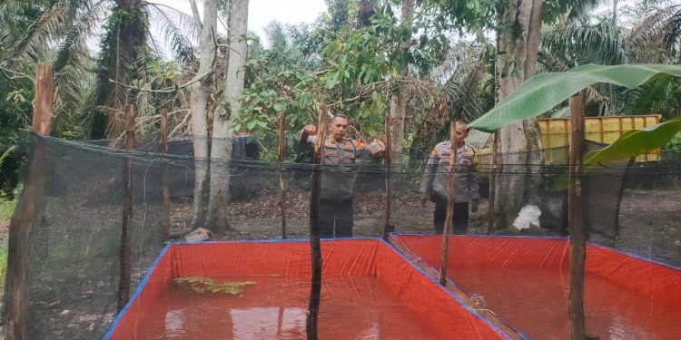 Dukung Ketahanan Pangan, Polsek Betung Budidayakan 2000 Ekor Ikan Lele