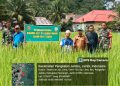 Koramil 420-07/Sei Manau Berperan Aktif dalam Peninjauan dan Pembinaan Lahan ketahanan Pangan komoditi padi sawah