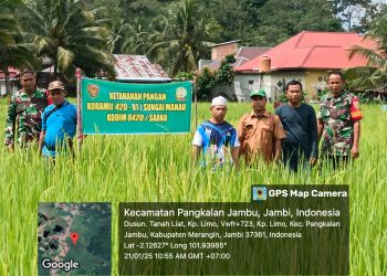 Koramil 420-07/Sei Manau Berperan Aktif dalam Peninjauan dan Pembinaan Lahan ketahanan Pangan komoditi padi sawah