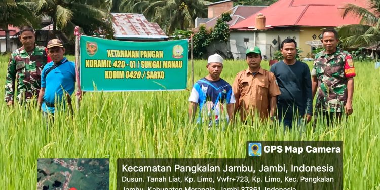 Koramil 420-07/Sei Manau Berperan Aktif dalam Peninjauan dan Pembinaan Lahan ketahanan Pangan komoditi padi sawah