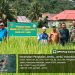 Koramil 420-07/Sei Manau Berperan Aktif dalam Peninjauan dan Pembinaan Lahan ketahanan Pangan komoditi padi sawah
