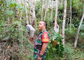 Babinsa Koramil 420-06/Muara Siau Lakukan Monitoring Hutan Desa Air Lago untuk Keberlangsungan Ekosistem