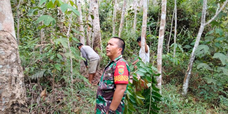 Babinsa Koramil 420-06/Muara Siau Lakukan Monitoring Hutan Desa Air Lago untuk Keberlangsungan Ekosistem