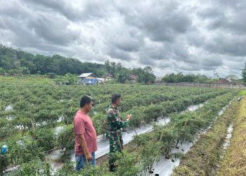 Babinsa Bantu Petani Panen Cabai, Tingkatkan Kesejahteraan Warga Desa