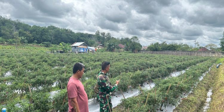 Babinsa Bantu Petani Panen Cabai, Tingkatkan Kesejahteraan Warga Desa
