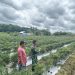 Babinsa Bantu Petani Panen Cabai, Tingkatkan Kesejahteraan Warga Desa
