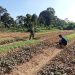 Babinsa Bantu Petani Rawat Tanaman Bayam Di Desa Binaan