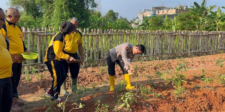 Kebun Ketahanan Pangan Satker Bidkum Polda Sumsel di Panen, Seluruh Hasil Dibagikan ke Masyarakat Sekitar
