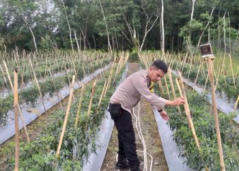 Aipda Fachrul Rozi Bhabinkamtibmas Mariana Dukung Ketahanan Pangan Lewat Penanaman Cabai di Desa Perambahan