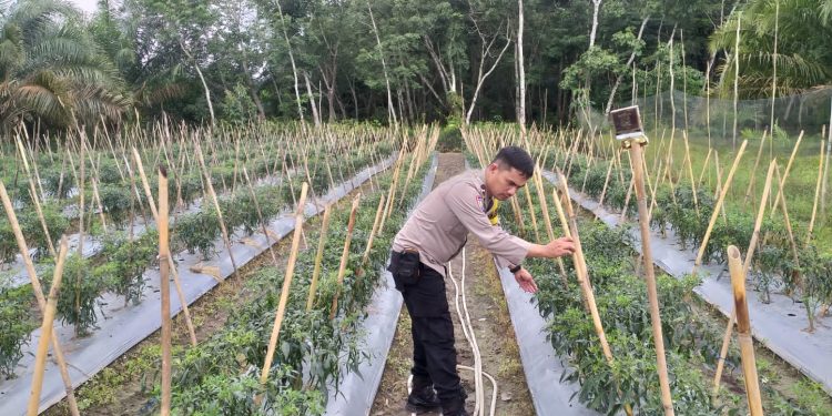 Aipda Fachrul Rozi Bhabinkamtibmas Mariana Dukung Ketahanan Pangan Lewat Penanaman Cabai di Desa Perambahan