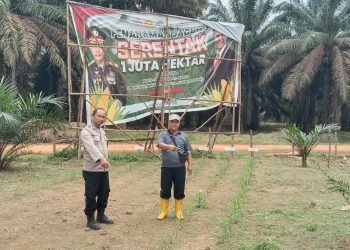 Bhabinkamtibmas Polsek Rambutan Cek Tanaman Jagung di Desa Suka Pindah