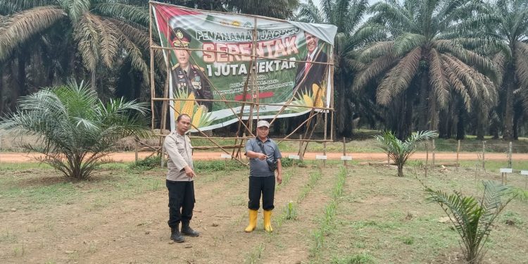 Bhabinkamtibmas Polsek Rambutan Cek Tanaman Jagung di Desa Suka Pindah
