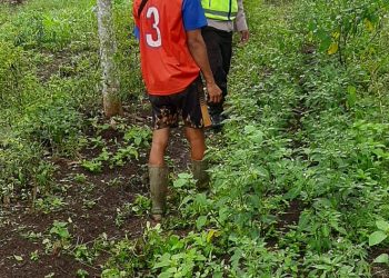 Bhabinkamtibmas Polsek Tanjung Lago Cek Tanaman Cabai dan Sayur Bayam Milik Warga di Desa Sebalik