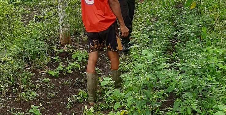 Bhabinkamtibmas Polsek Tanjung Lago Cek Tanaman Cabai dan Sayur Bayam Milik Warga di Desa Sebalik
