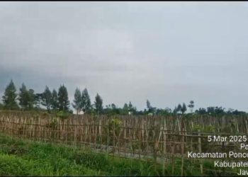 Pemdes Pandansari diduga Manipulasi harga sewa TKD jauh dari Nilai wajar Inspektorat dan Kejaksaan wajib tahu