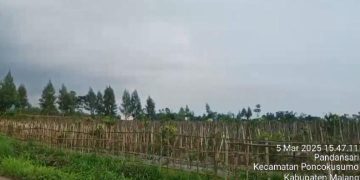 Pemdes Pandansari diduga Manipulasi harga sewa TKD jauh dari Nilai wajar Inspektorat dan Kejaksaan wajib tahu