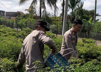 Bhabinkamtibmas Polsek Talang Kelapa Melakukan Panen Cabai di Lahan P2B Percontohan Kelurahan Tanah Mas