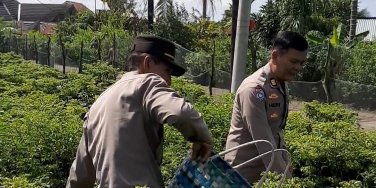 Bhabinkamtibmas Polsek Talang Kelapa Melakukan Panen Cabai di Lahan P2B Percontohan Kelurahan Tanah Mas