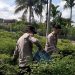 Bhabinkamtibmas Polsek Talang Kelapa Melakukan Panen Cabai di Lahan P2B Percontohan Kelurahan Tanah Mas