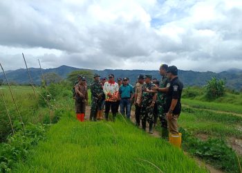 Dandim 0417/Kerinci Tinjau Pembibitan Padi di Desa Tanjung Bunga, Dorong Petani Tingkatkan Produksi