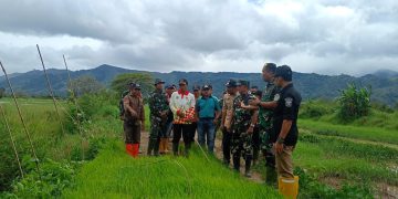 Dandim 0417/Kerinci Tinjau Pembibitan Padi di Desa Tanjung Bunga, Dorong Petani Tingkatkan Produksi