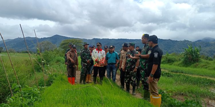 Dandim 0417/Kerinci Tinjau Pembibitan Padi di Desa Tanjung Bunga, Dorong Petani Tingkatkan Produksi