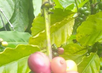 Kopi “Lanang” ( peaberry coffee ) trend baru market, Merangin harus tahu.