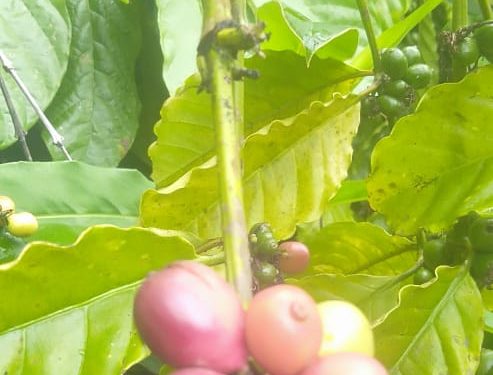 Kopi “Lanang” ( peaberry coffee ) trend baru market, Merangin harus tahu.