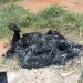 Heboh Warga Talang Taling Gelumbang Temukan Mayat Dengan Kondisi Terbakar