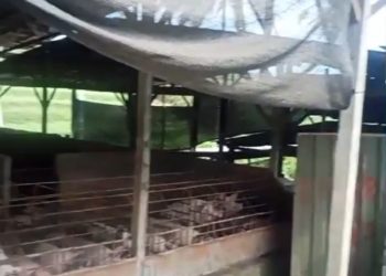 Warga Keluhkan Limbah Peternakan Babi yang Diduga Cemari Sungai di Desa Wonorejo Kecamatan Bantur