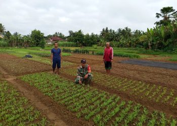 Wujudkan Hanpangan, Babinsa Dampingi Petani Di Wilayah Desa Binaan.