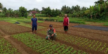 Wujudkan Hanpangan, Babinsa Dampingi Petani Di Wilayah Desa Binaan.