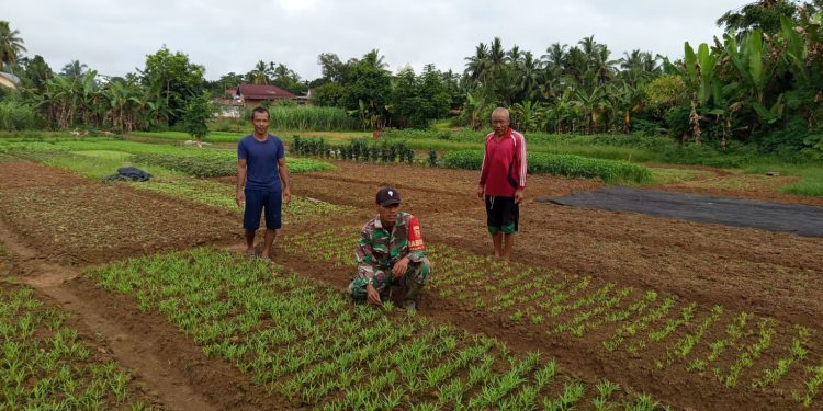 Wujudkan Hanpangan, Babinsa Dampingi Petani Di Wilayah Desa Binaan.