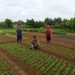 Wujudkan Hanpangan, Babinsa Dampingi Petani Di Wilayah Desa Binaan.