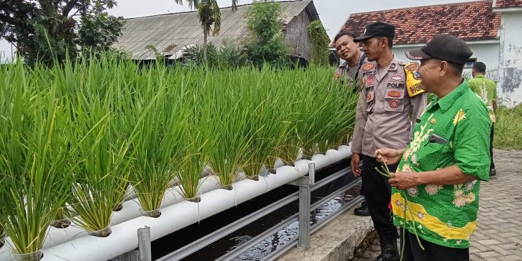 Polsek Wonorejo Genjot Ketahanan Pangan dengan Konsep Hidroponik dan Lele