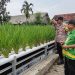 Polsek Wonorejo Genjot Ketahanan Pangan dengan Konsep Hidroponik dan Lele