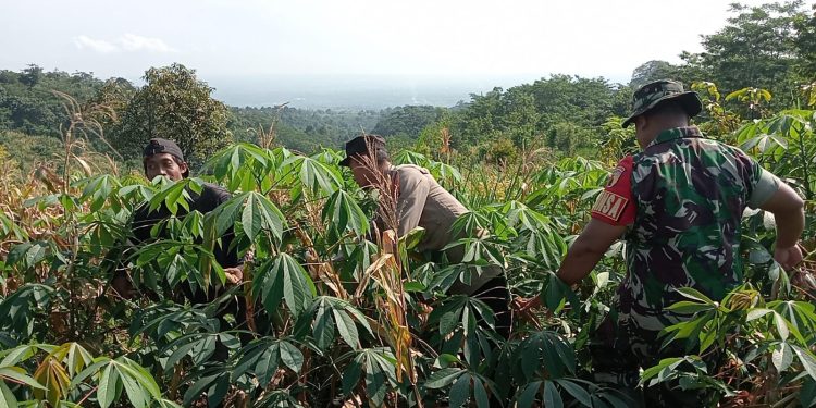 Panen Raya Jagung di Lahan Perhutani, Bhabinkamtibmas Jadi Motor Ketahanan Pangan di Banjarimbo