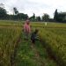 Babinsa Koramil 420-04/ Sarolangun Pantau Perkembangan Tanaman Padi