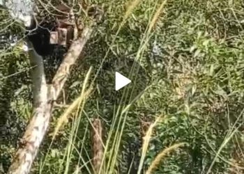 Tinggalkan Surat Minta Maaf Pada Anak dan Istri, Warga Bakung Ogan Ilir Diduga Nekat Gantung Diri Diatas Pohon