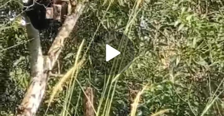 Tinggalkan Surat Minta Maaf Pada Anak dan Istri, Warga Bakung Ogan Ilir Diduga Nekat Gantung Diri Diatas Pohon