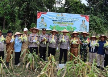 Kabag SDM Panen Jagung Program Ketahanan Pangan Polres Muara Enim