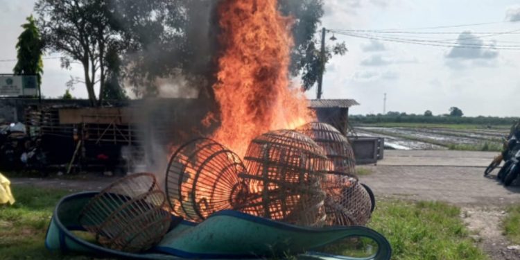 Polisi Bongkar Arena Judi Sabung Ayam di TPS Ngaglik Sidoarjo