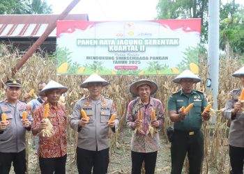Kapolres Wajo Hadiri Panen Raya Jagung Serentak Bersama Masyarakat Pitumpanua
