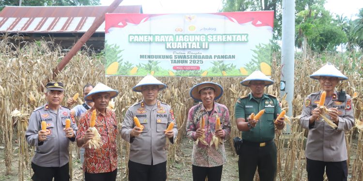 Kapolres Wajo Hadiri Panen Raya Jagung Serentak Bersama Masyarakat Pitumpanua