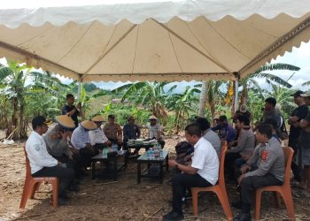Panen Raya Jagung Serentak, Polsek Tempe Tunjukkan Dukungan pada Program Ketahanan Pangan