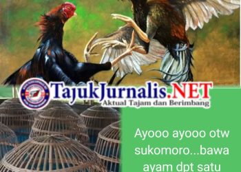 Aktivitas Judi Sabung Ayam di Sukomoro Nganjuk Kembali Marak, Warga Pertanyakan Ketegasan Aparat Polres Nganjuk