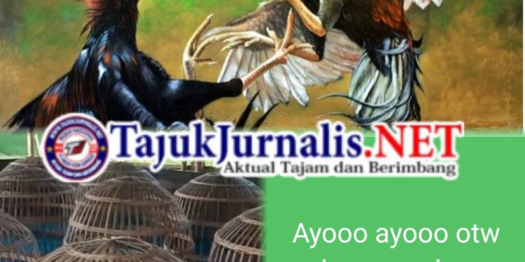 Aktivitas Judi Sabung Ayam di Sukomoro Nganjuk Kembali Marak, Warga Pertanyakan Ketegasan Aparat Polres Nganjuk