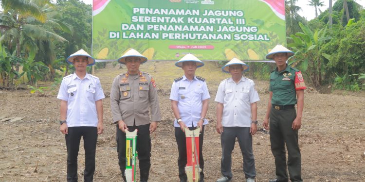 Kapolres Wajo Pimpin Penanaman Jagung di Lahan Perhutanan Sosial, Terhubung dalam Giat Nasional Serentak